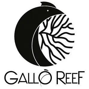 Acuario gallo reef